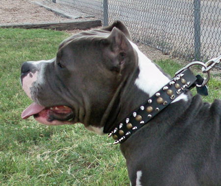 Pitbull Spiked Leather Plaid Dog Collar