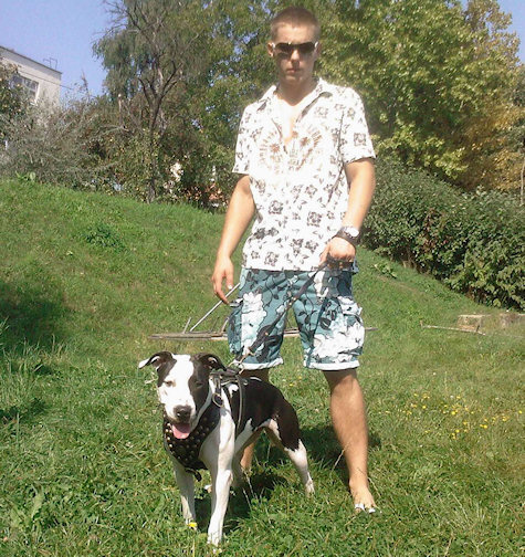 Exclusive Design Studded Leather Harness for American Pit Bull