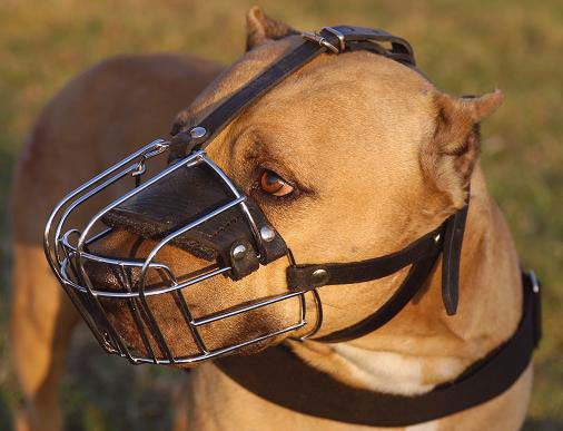 Wire Basket Dog Muzzle for American Pit Bull Terrier
