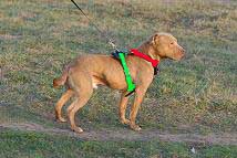 leather tracking harness