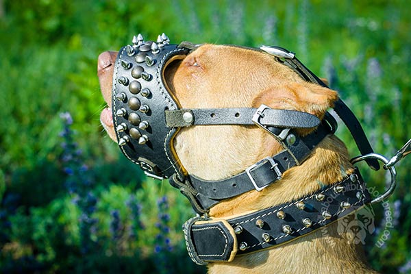 Nappa padded leather Pitbull muzzle