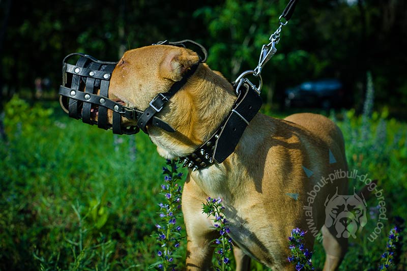 Padded leather Super Ventilation dog muzzle for Pit bull [M41R1072