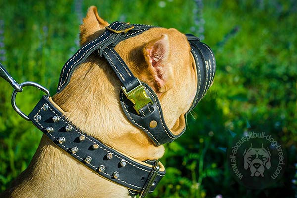 Ventilated leather Pitbull muzzle