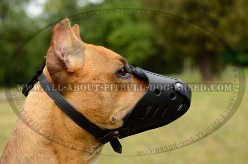 Walking Pitbull Muzzle