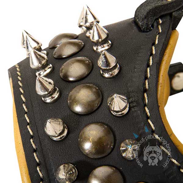 Pitbull Muzzle Decorated with Spikes and Studs