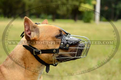 Top Quality Pitbull Breed Wire Dog Muzzle