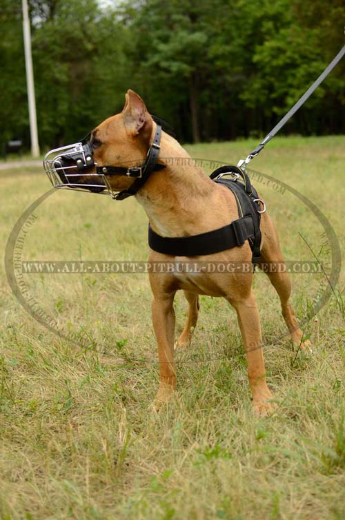 Comfortable Lifetime Pitbull Dog Muzzle