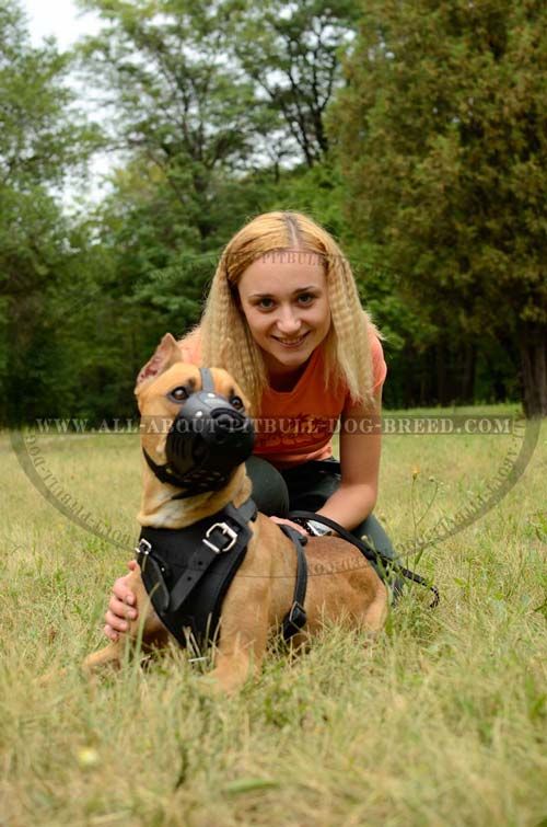 Training Pitbull Muzzle Made of Leather Well-Ventilated