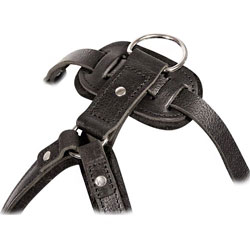 Pitbull leather harnesses