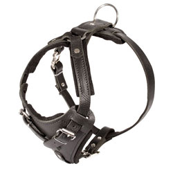 Best Leather Pitbull Dog Harness