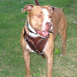 Pitbull leather harnesses