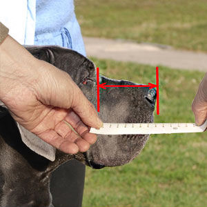 Measuring your Pitbull dog according to the rules