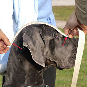 Study how to regularly measure your dog