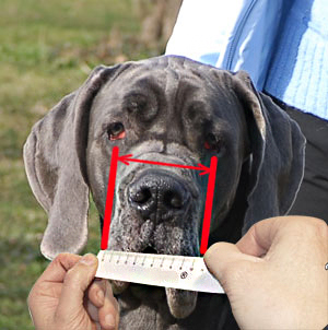 You should know how to properly measure your dog