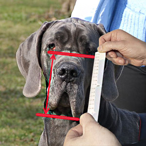 Appropriate measuring of your dog's snout