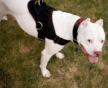 nylon walking/tracking/pulling dog harness with handle for pitbulls ,amstaffs,bullterriers