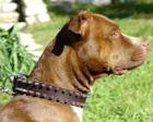 Pitbull Dog Collars