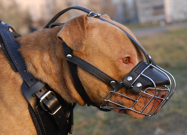 pitbull wire basket muzzle