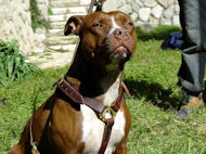 It's pretty tough to find good looking spiked leather harnesses for pitbulls here.