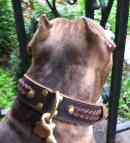 Pitbull Tiger with Handcrafted Leather Dog Collar on