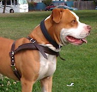 Fleece Padded Harness for Pitbull-everyday dog harness