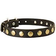 Universal Leather Collar for Pitbull Universal Leather Collar for Pitbull