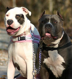 pitbull dog HS Coupler for large breed