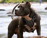 Pitbull Dog Harnesses,leather dog harness