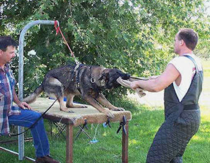 Fashion Puppy Bite Rag with handle for PUPPY Training