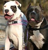 Dog Leashes,leather leashes,coupler leash,nylon dog leads, dog leads, training leads, walking dog leashes
