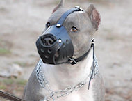 pitbull dog muzzles