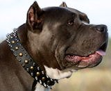 Pitbull Dog Collars,leather dog collars,nylon dog collars,leather spiked dog collars