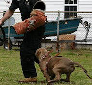 Training Pitbull Bite Sleeve
