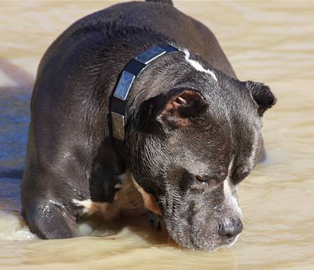 best dog collar for pitbull and other great breeds