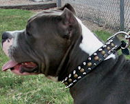 pitbull with Spiked Studded Dog Collar- collar with studs,spikes