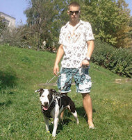 Exclusive Design Studded Leather Harness for American Pit Bull