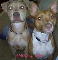 Chain Dog Collar Steel Chromium Plated Width 3 MM With Plate