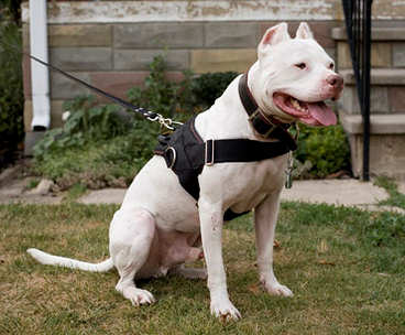 easy walk harness with handle