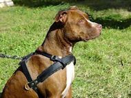 black harness for pitbull