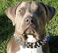 Leather Spiked Dog Collar -3 Rows Spiked Dog Collar for Pitbulls