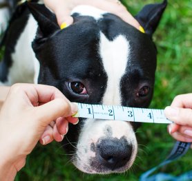 Measuring your dog's snout for good fit muzzle