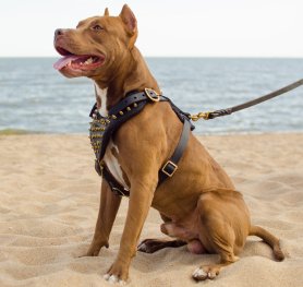 News : American PitBull Terrier Harness, Collar, Leash ...